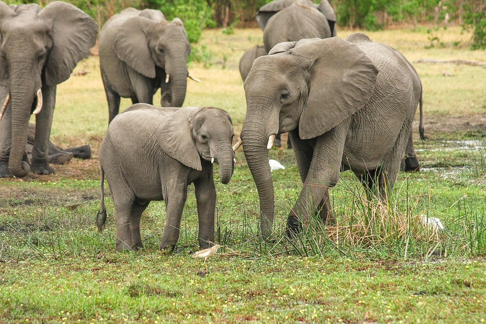 Britain to ban ivory items regardless of their age 